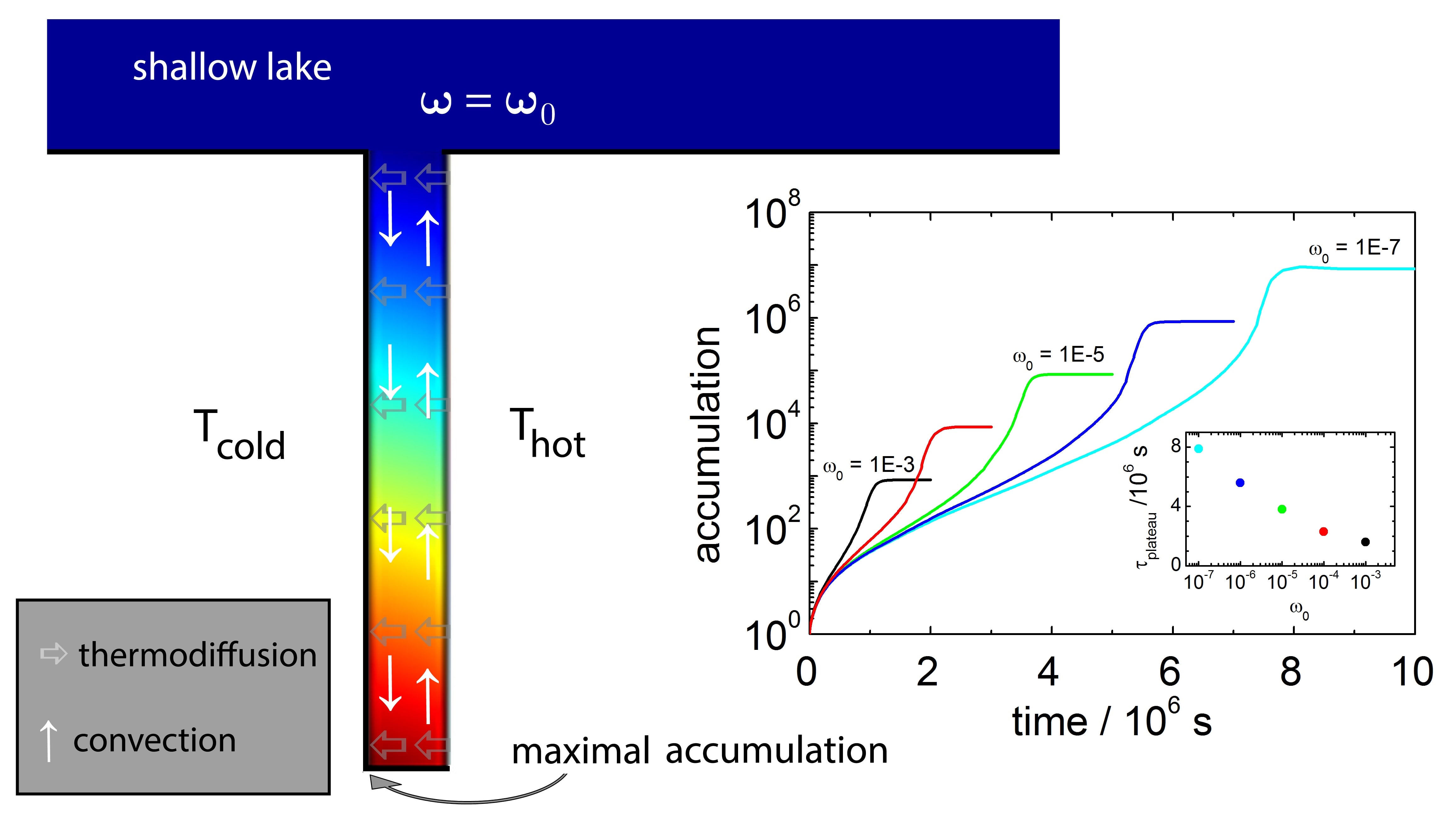 Finite element simulations show that a combination of convection and thermodiffusion enriches formamide in the pore (contour plot). The graph illustrates the accumulation normalized to the reservoir concentration ω_0 over time for different ω_0. The accumulation saturates around a formamide concentration of 85 wt%. The time necessary to reach the plateau τ_plateau depends on the reservoir concentration ω_0 (inset). Copyright: Forschungszentrum Jülich