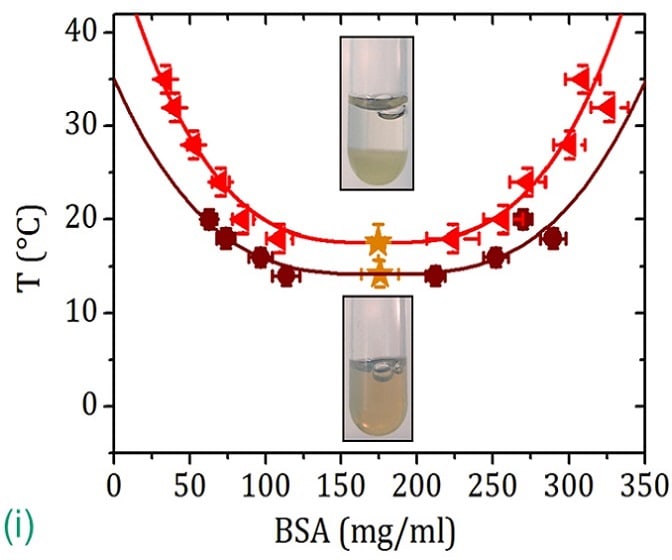 (i) LLPS heating BSA-YCl_3 samples above the lower critical temperature (gold star). Copyright: University of Tübingen