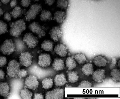 Negative-staining TEM image of ß–lg aggregates formed at pH 5.8. Reproduced with permission from J. M. Jung et al., Biomacromolecules 9, 2477 (2008). Copyright (2008) American Chemical Society.