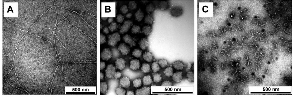 Negative-staining TEM images of ß–lg aggregates formed at pH 2.0 (A), pH 5.8 (B) and pH 7.0 (C). Reproduced with permission from J. M. Jung et al., Biomacromolecules 9, 2477 (2008). Copyright (2008) American Chemical Society.