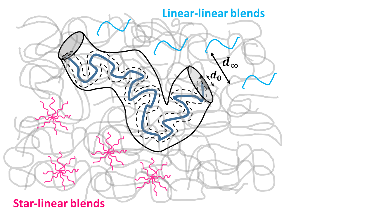 Schematic representation of the tube dilation in linear-linear and star-linear blends. The undilated tube has a diameter and increases with time as a consequence of constraint release (CR) – relaxation of a given chain driven by the motions of surrounding chains. Copyright: University of the Basque Country
