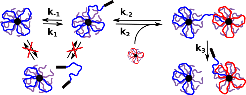 Visualization of the exchange mechanism of telechelic chains in flower-like micelles via a sequence of consecutive equilibrium steps. Diffusion of free telechelic chains is excluded. Reprinted with permission from König N. et al., Phys. Rev. Lett. 124, 197801 (2020). Copyright 2020 by the American Physical Society.