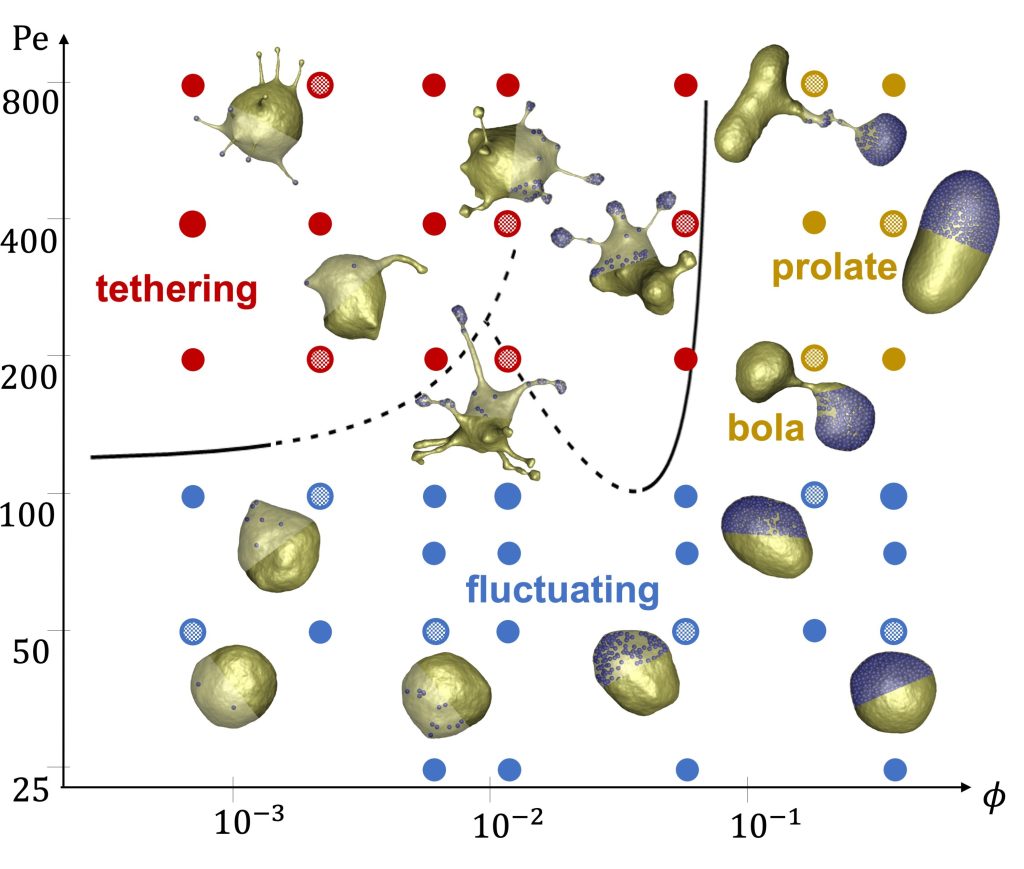 Figure 1: Simulated state diagram illustrating various membrane structures for different Peclet numbers (Pe) characterizing particle propulsion strength and volume fractions (ϕ) of active particles. The three main regimes are tethering (red symbols), fluctuating (blue symbols) and bola/prolate (brown symbols) vesicle shapes. Each dot containing a grid pattern indicates the position of the nearest snapshot within the shape diagram. Simulations mimic a nearly tensionless flaccid vesicle. Copyright: authors