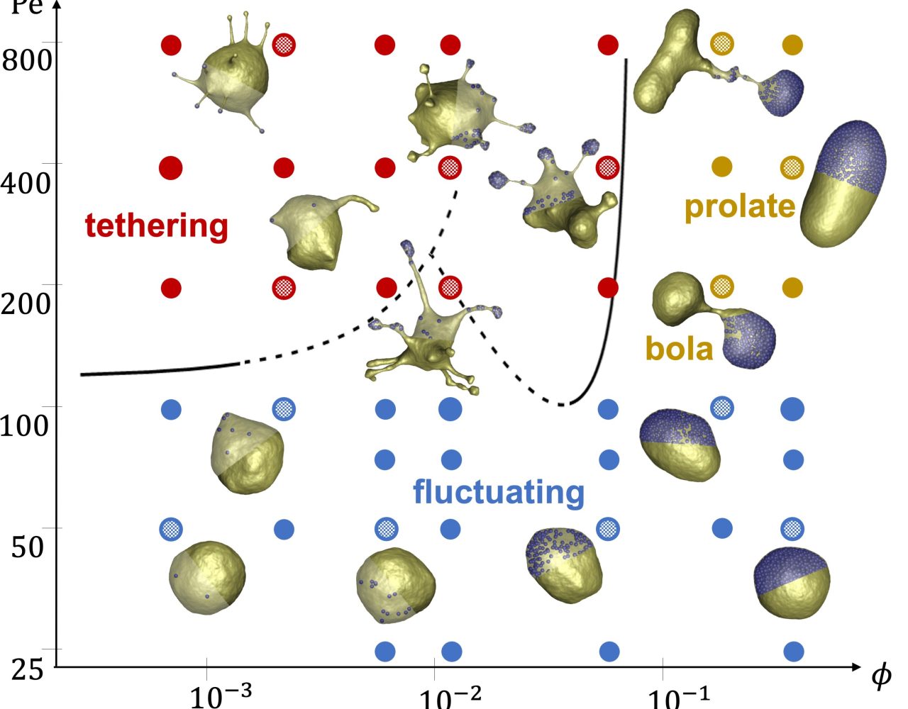 Figure 1: Simulated state diagram illustrating various membrane structures for different Peclet numbers (Pe) characterizing particle propulsion strength and volume fractions (ϕ) of active particles. The three main regimes are tethering (red symbols), fluctuating (blue symbols) and bola/prolate (brown symbols) vesicle shapes. Each dot containing a grid pattern indicates the position of the nearest snapshot within the shape diagram. Simulations mimic a nearly tensionless flaccid vesicle. Copyright: authors