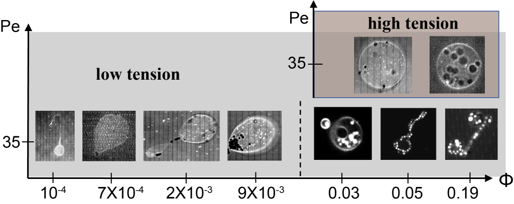 Figure 2: The experimental shape diagram summarizes the observed vesicle shapes induced by the activity of SPPs for different ϕ and fixed Pe. High-tension vesicles are not showing any noticeable deformations. Copyright: authors