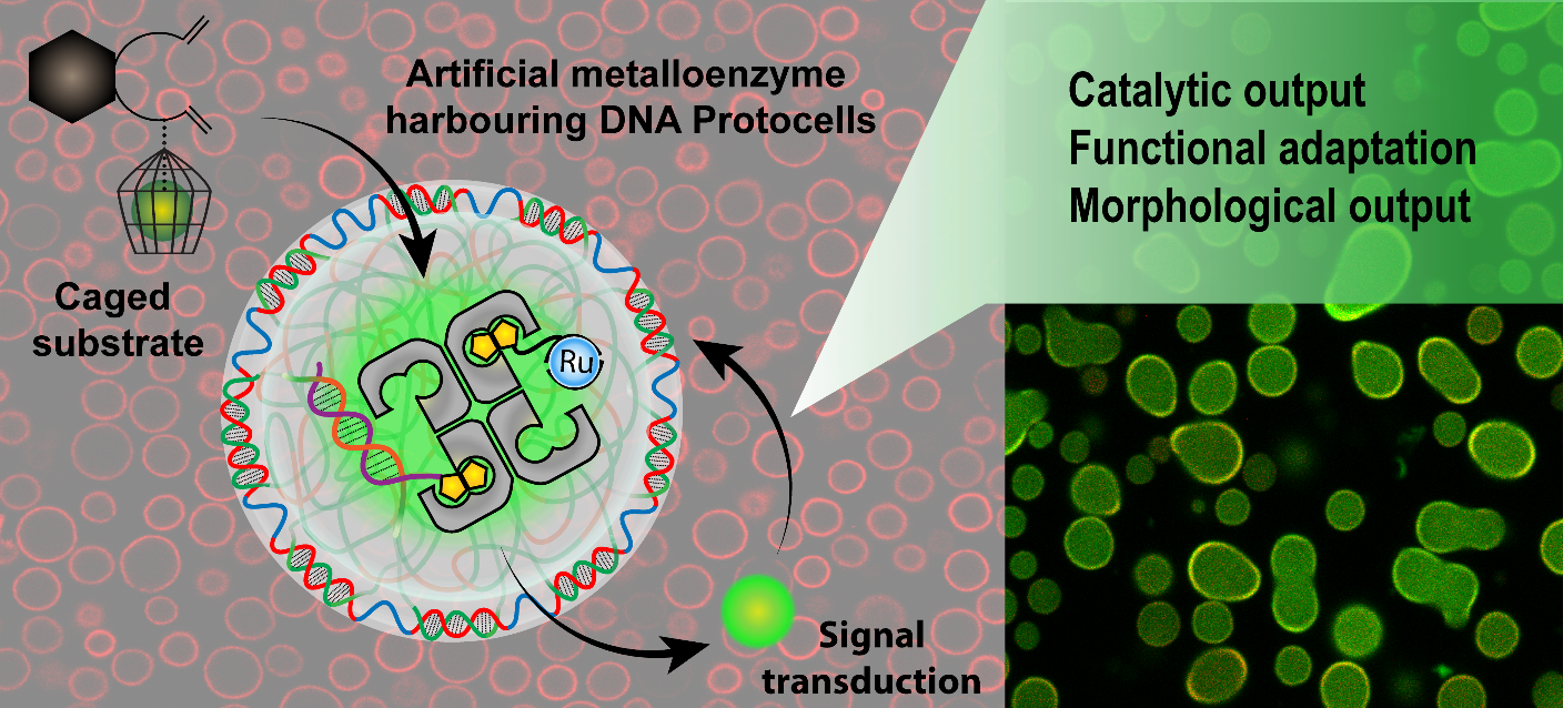 The new concept makes it possible to induce complex behaviour in adaptive and communicating soft matter microsystems. Copyright: Avik Samanta