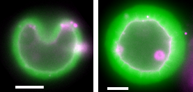 Figure 1: Buckling (left) and wrinkling (right) of a thin (left) or a thick (right) actin shell (green) grown around a membrane (pink). Bars, 5 μm. Copyright: Cécile Sykes, CNRS