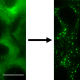 Figure 1: The formation of stress granules in human cells upon the addition of Sodium Arsenite. Green regions show the location of G3BP, a protein which is known to localise in stress granules. Scale bar: 20 μm. Copyright: Published in Law J. O. et. al., Sci. Adv., 9, eadg0432 (2023) under a Creative Commons Attribution 4.0 International License.