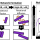 Figure 1: Aspect ratio is a crucial network building block property, defining network formation, architecture, and mechanics in synthetic and living systems. (Left) Schematic representation of the aspect ratios (AR) of protein L polyprotein constructs and fibrin proto-fibers. (Middle) A schematic representation of the two dominated formation regimes: translation diffusion limited (TDL) where building blocks can only interact by translating their centre of mass; and rotationally diffusion limited (RDL) where building blocks are able to interact purely via rotation about their centre of mass. (Right) The fitted increase in mechanical rigidity as a function of aspect ratio with inserted schematics showing the change in structural topology as the system transitions from TDL to RDL formation above the critical aspect ratio, ARc. Copyright: Image partly published in Hughes M. D. G. et al., Nat. Commun. 14, 5593 (2023) under a Creative Commons Attribution 4.0 International License.