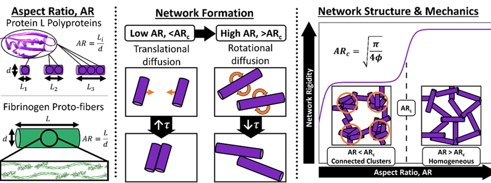 Figure 1: Aspect ratio is a crucial network building block property, defining network formation, architecture, and mechanics in synthetic and living systems. (Left) Schematic representation of the aspect ratios (AR) of protein L polyprotein constructs and fibrin proto-fibers. (Middle) A schematic representation of the two dominated formation regimes: translation diffusion limited (TDL) where building blocks can only interact by translating their centre of mass; and rotationally diffusion limited (RDL) where building blocks are able to interact purely via rotation about their centre of mass. (Right) The fitted increase in mechanical rigidity as a function of aspect ratio with inserted schematics showing the change in structural topology as the system transitions from TDL to RDL formation above the critical aspect ratio, ARc. Copyright: Image partly published in Hughes M. D. G. et al., Nat. Commun. 14, 5593 (2023) under a Creative Commons Attribution 4.0 International License.