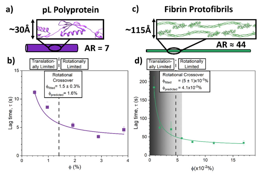 Figure 2: Increasing aspect ratio (AR) shifts the dominant network formation mechanism of synthetic (pL hydrogels) and natural (fibrin) protein networks from translational to rotational diffusion. a) Schematic representation of pL7 building block which has an aspect ratio of 7, with inset of pL7 structure as predicted by AlphaFold. b) Network formation lag time, τ, extracted from gelation curves as a function of protein volume fraction for pL7 hydrogel networks. c) Schematic representation of fibrin protofibrils which have an approximate aspect ratio of 44 (20-25 monomer units), with inset of the crystal structure of human fibrinogen (PDB code: 3GHG) arranged in an offset stacked structure. d) Network formation lag time, τ, extracted from gelation curves as a function of protein volume fraction for fibrin networks. Solid lines (in panels b) and d)) show the fits using τ=τ_t/ϕ+τ_r, while dotted lines show the extracted values for the crossover volume fraction i.e. when τ_t/ϕ_crit =τ_r (equivalent fibrin concentration of 0.7 ± 0.1 mg∙ml-1). Additionally, the predicted values from Eqn. 1 are shown for comparison. The grey region in panel d) shows the range of fibrinogen volume fractions below 0.75 mg∙ml-1 corresponding to critically low blood fibrinogen concentrations i.e., hypofibrinogenemia. Copyright: Image published in Hughes M. D. G. et al., Nat. Commun. 14, 5593 (2023) under a Creative Commons Attribution 4.0 International License.