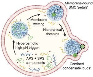 Schematic illustrating the role of segregative phase separation in the spatiotemporal regulation of biocondensates. Copyright: The Authors. Published in Chen C. et. al, ACS Nano (2025) by the American Chemical Society. This publication is licensed under CC-BY 4.0 .