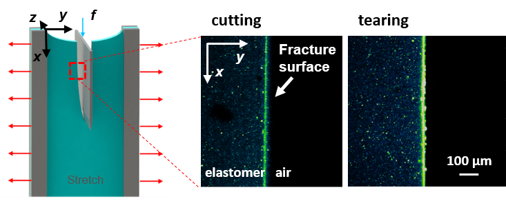 cut-rubber-2 Copyright: The authors. Published in Zhao et al. Nat. Commun. 16, 3203 (2025) by Spinger Nature, licenced under CC BY-NC-ND 4.0.