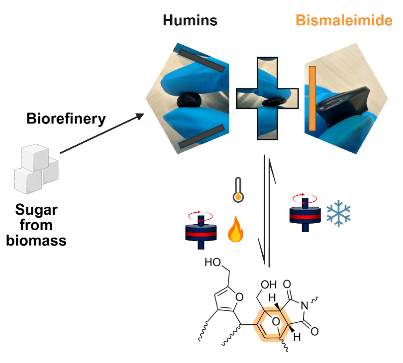 Schematic illustration of the unconventional thermo-mechanical response of the DA equilibrium of humins and bismaleimide. Copyright: The authors. Published in Green Chem., 2026, 28, 6958 by The Royal Society of Chemistry 2026. This publication is licenced under CC BY-NC 3.0.