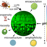Schematic illustrating the influence of pH on the LLPS behaviour of tick salivary glycine-rich protein. Copyright: The Authors. Published in Nandy et. al, Advanced Functional Materials (2025) by Wiley-VCH GmbH. This publication is licensed under CC-BY 4.0 .