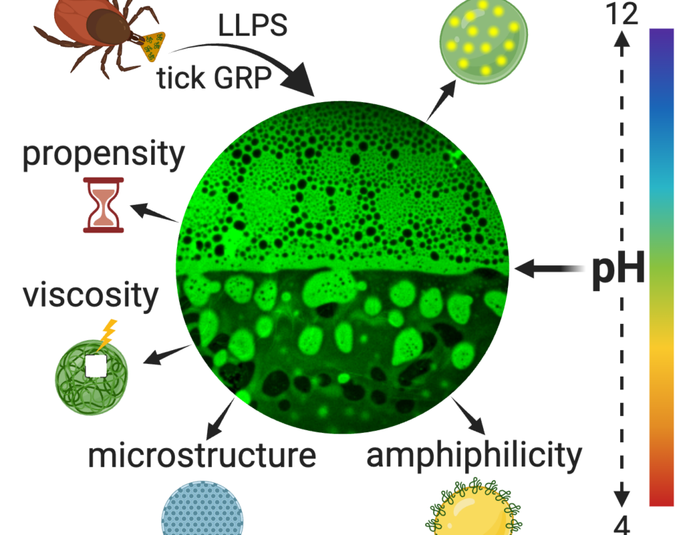 Schematic illustrating the influence of pH on the LLPS behaviour of tick salivary glycine-rich protein. Copyright: The Authors. Published in Nandy et. al, Advanced Functional Materials (2025) by Wiley-VCH GmbH. This publication is licensed under CC-BY 4.0 .