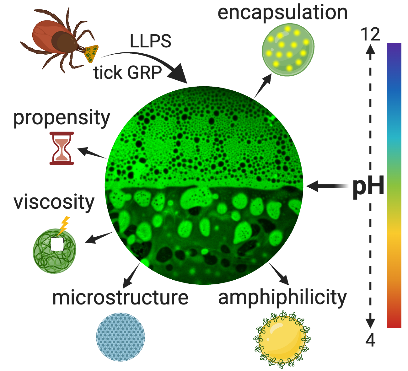 Schematic illustrating the influence of pH on the LLPS behaviour of tick salivary glycine-rich protein. Copyright: The Authors. Published in Nandy et. al, Advanced Functional Materials (2025) by Wiley-VCH GmbH. This publication is licensed under CC-BY 4.0 .