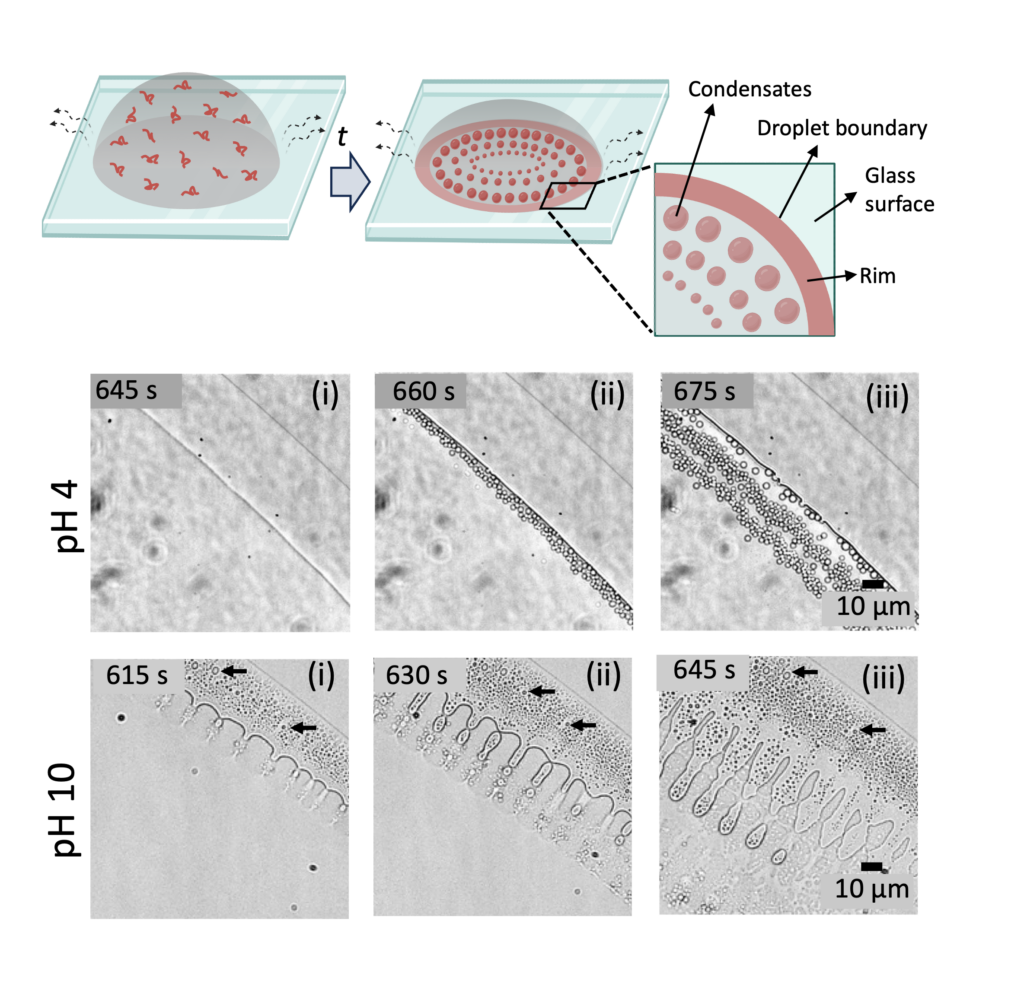 Figure 2 Schematic representation of the droplet evaporation assay that was employed in the experiments. Representative bright-field images showing condensate formation by N-terminus, a relatively hydrophilic segment of tick-GRP77, at two distinct pH values. The striking appearance of an inverted phase at basic pH is indicated by arrows. Copyright: The Authors. Published in Nandy et. al, Advanced Functional Materials (2025) by Wiley-VCH GmbH. This publication is licensed under CC-BY 4.0 .